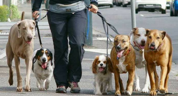 pasear perros