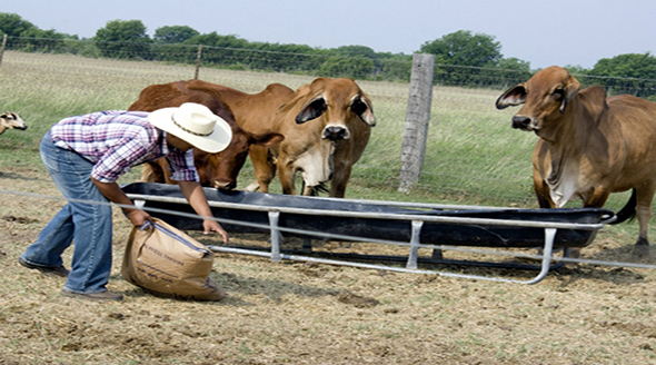 El crédito ganadero a la palabra es un apoyo en especie para los productores de ganado